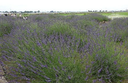 e0172950_20203376.jpg