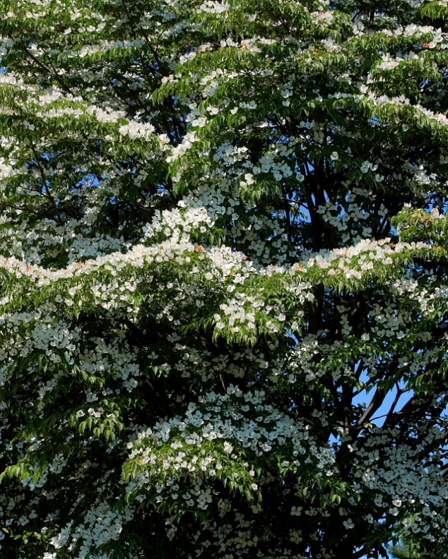 c0305565_17561513.jpg