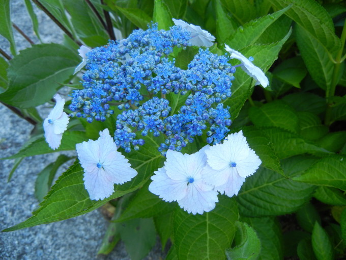 c0361298_21434650.jpg