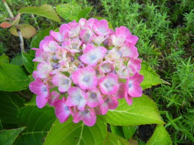 c0361298_21555653.jpg