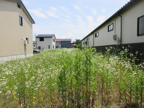 a0203003_17363276.jpg