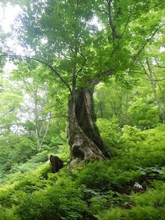 c0359615_21432424.jpg