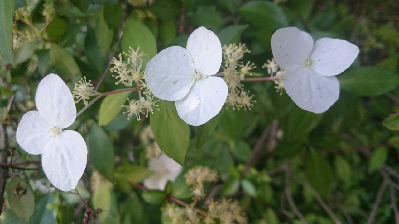 e0350415_01413476.jpg