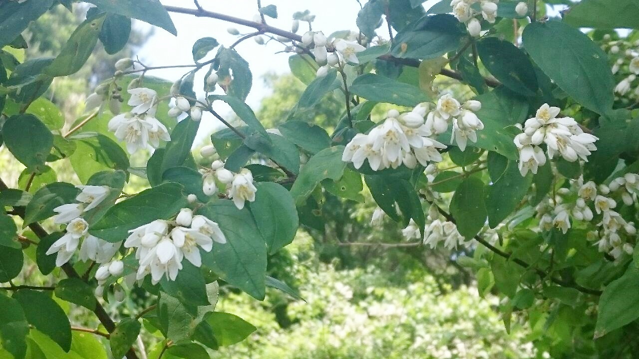e0350415_07315860.jpg