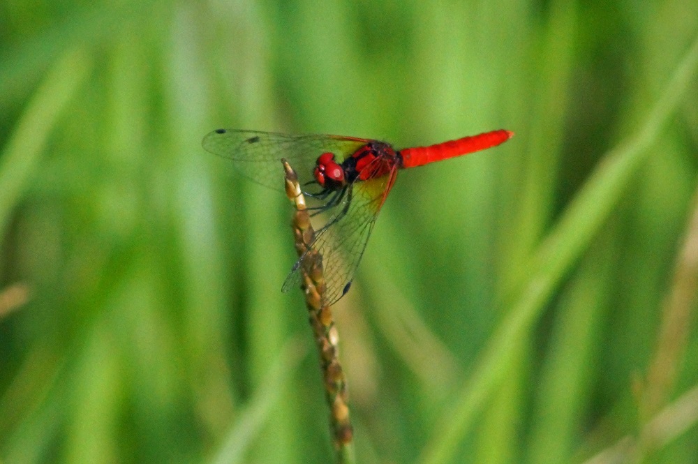 c0042418_19281750.jpg