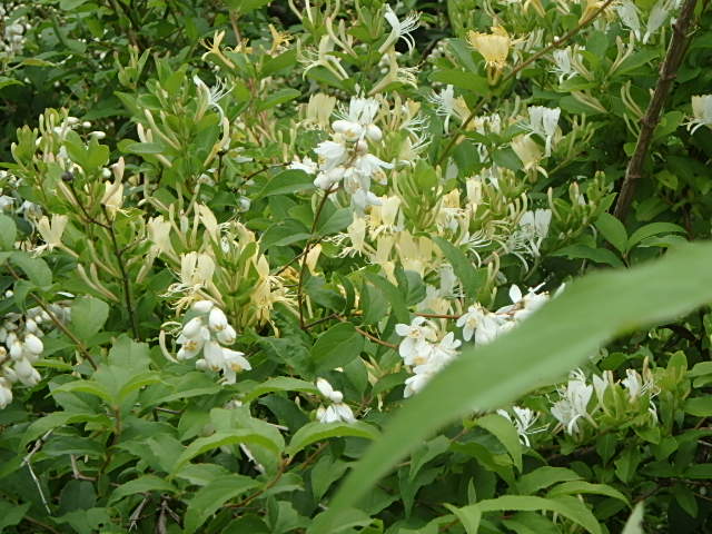 f0334143_18123857.jpg