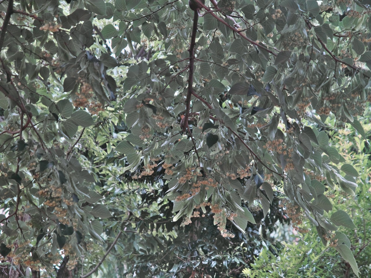 c0008948_8353371.jpg
