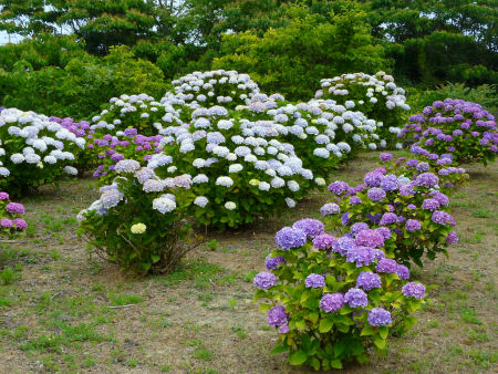 b0002549_15501072.jpg