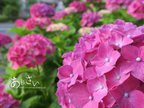 a0286855_06211693.jpg