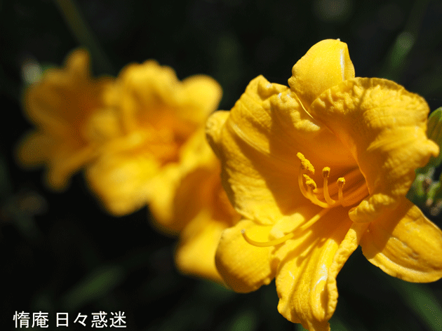 e0346064_16262801.gif