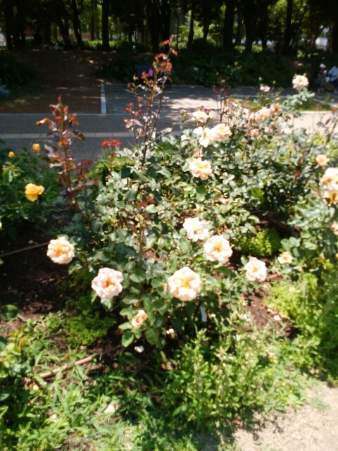 f0200871_1714575.jpg