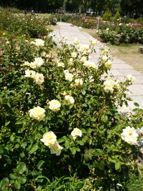 f0200871_1714576.jpg