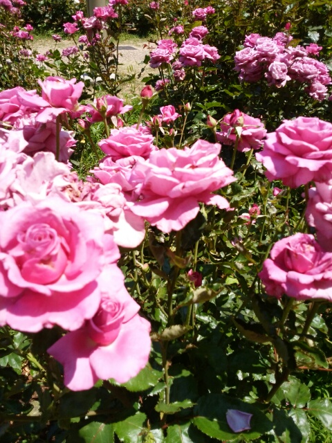 f0200871_1714642.jpg