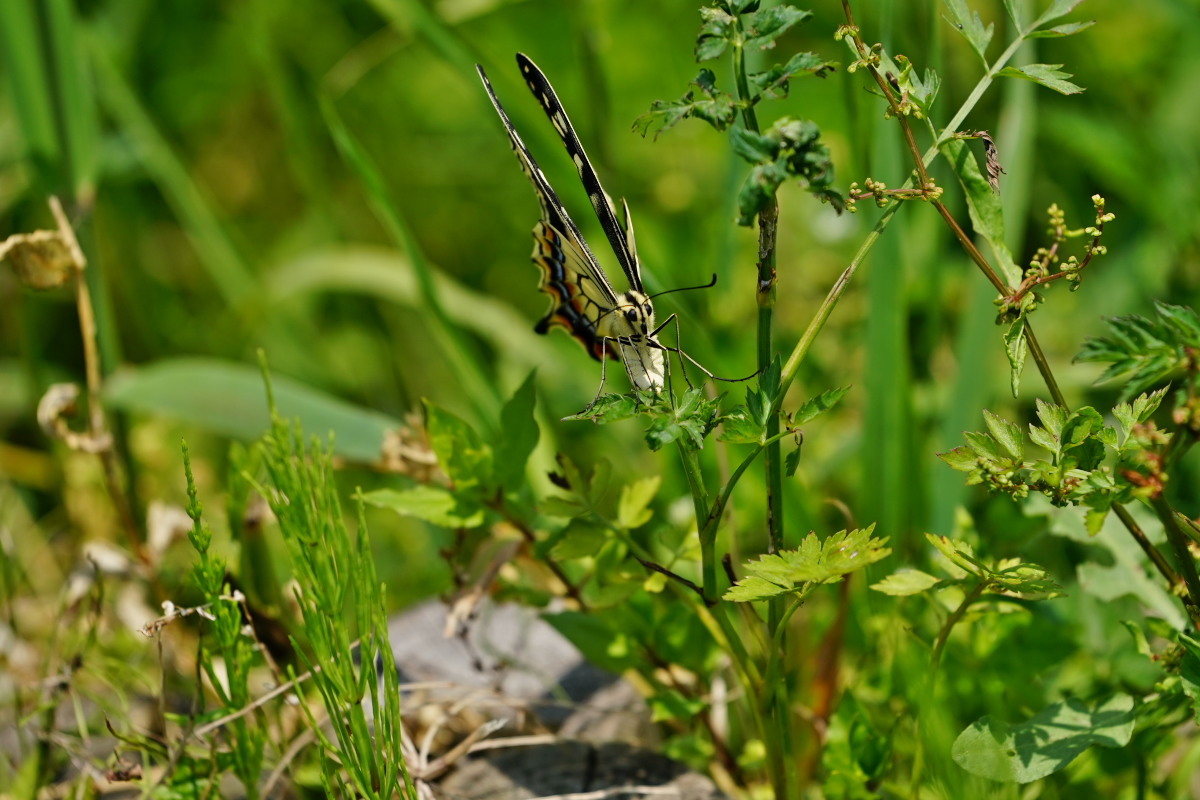 a0083081_11532951.jpg