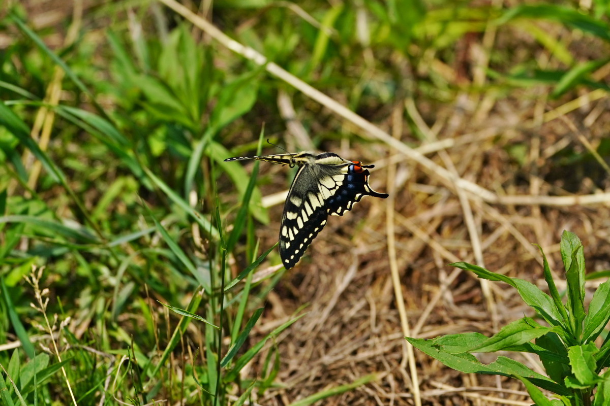 a0083081_11541255.jpg