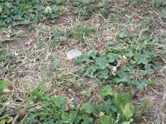 c0188695_23162121.jpg