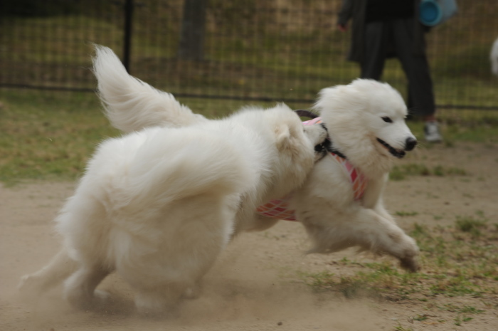 a0049296_20124285.jpg