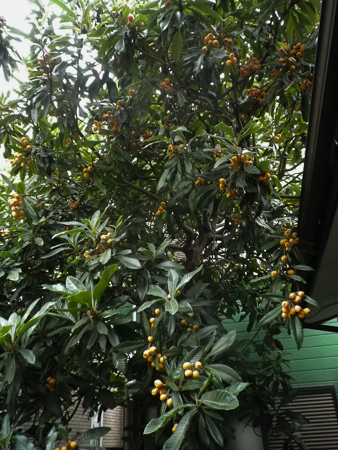f0239100_17090721.jpg