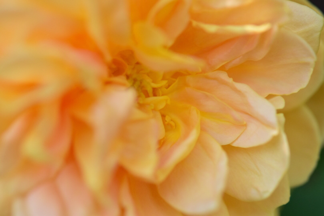 e0346002_10435100.jpg