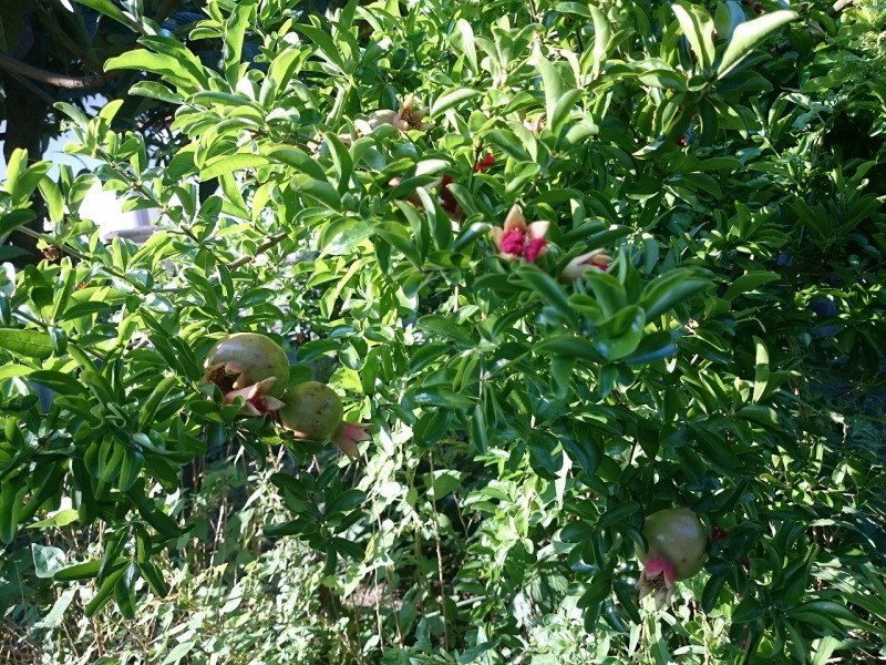 f0375442_16004448.jpg