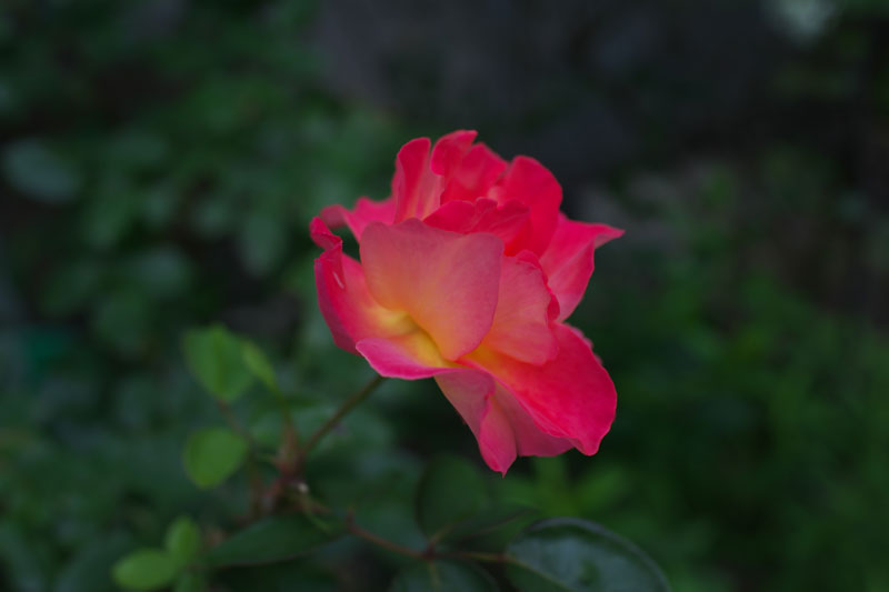 d0342652_17125440.jpg