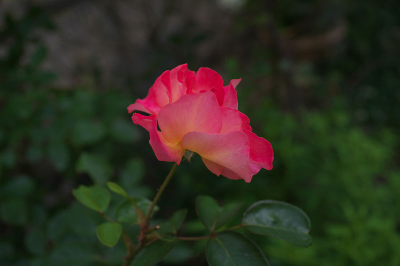 d0342652_1719163.jpg