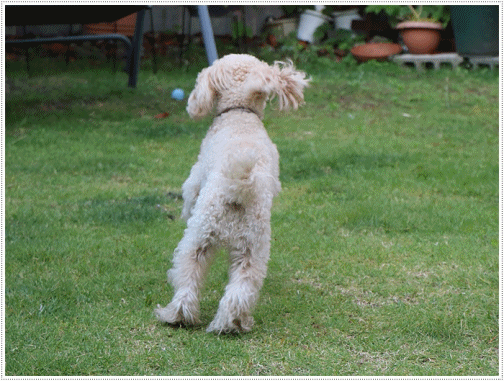 b0175688_00272187.gif