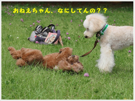 b0175688_23563749.gif