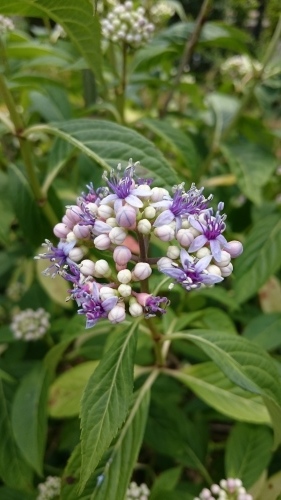 e0351303_00005617.jpg