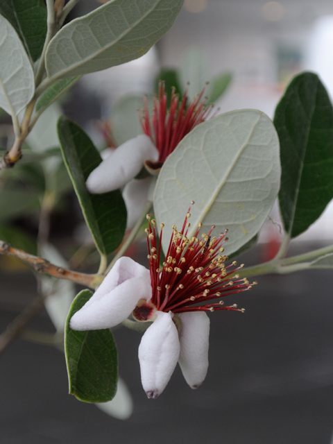 c0047919_09373825.jpg
