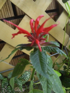 c0056437_13165228.jpg