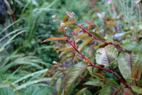 f0375039_08015174.jpg
