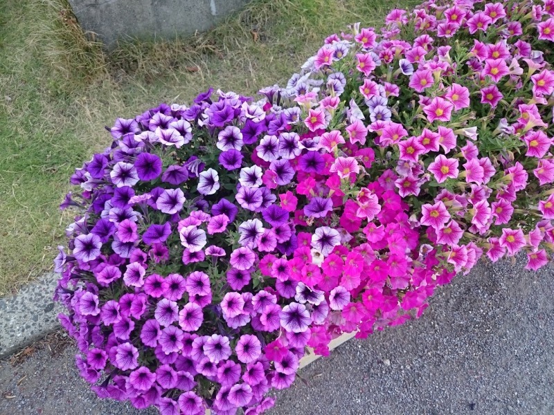 f0375442_13040451.jpg