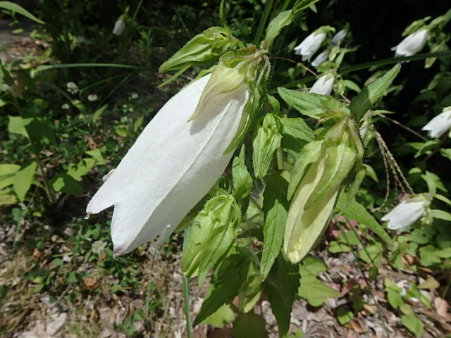 f0334143_7263944.jpg