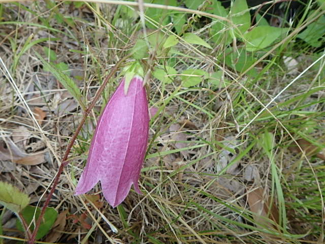 f0334143_7264895.jpg