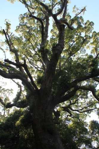 c0011649_12351220.jpg