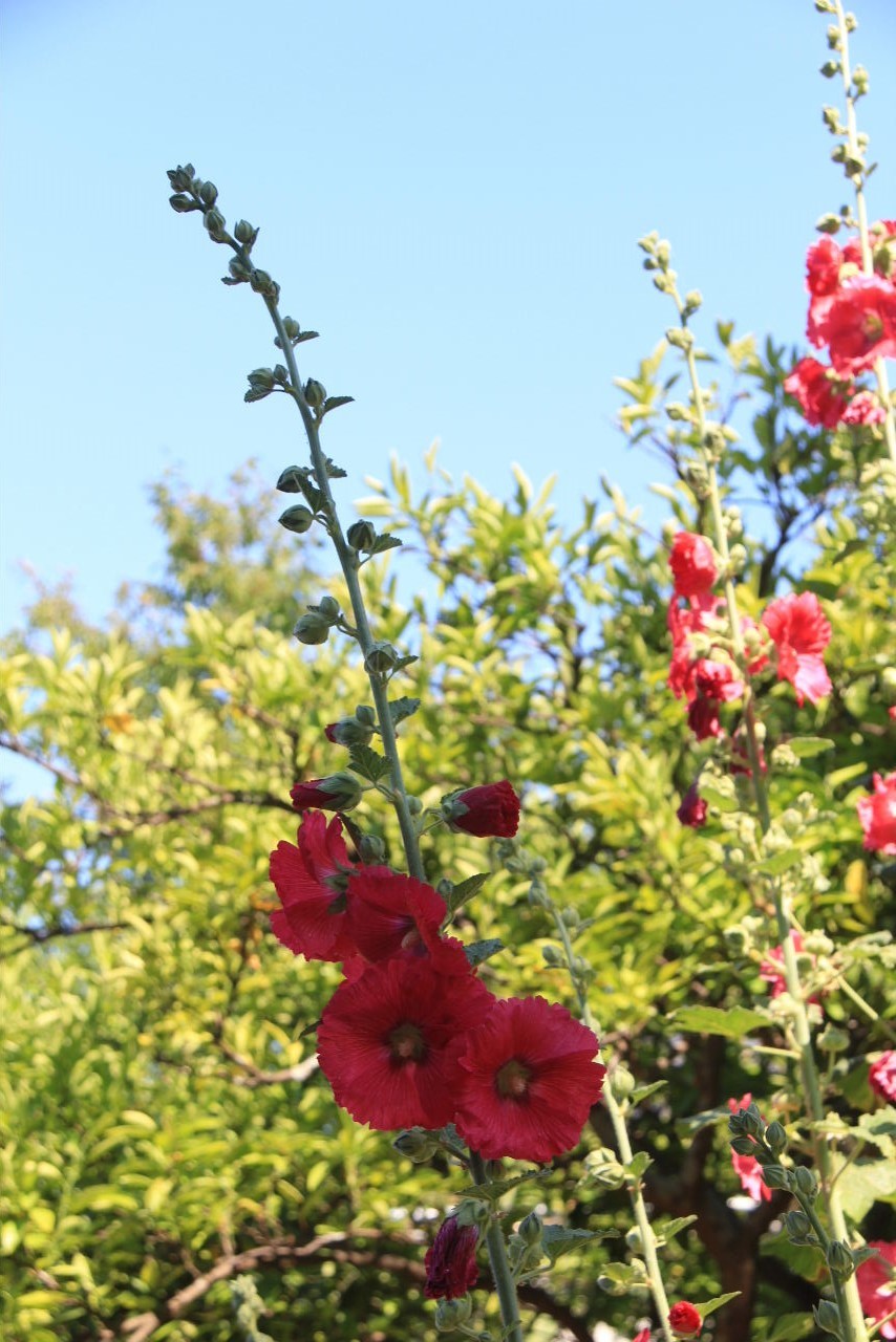 c0011649_12450178.jpg