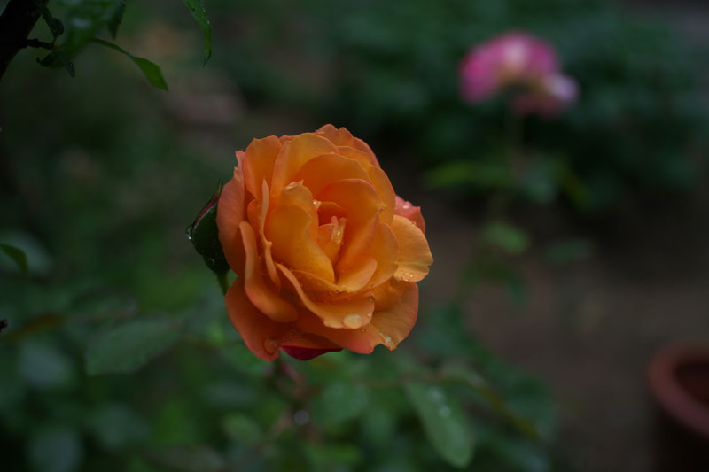 d0342652_1744783.jpg