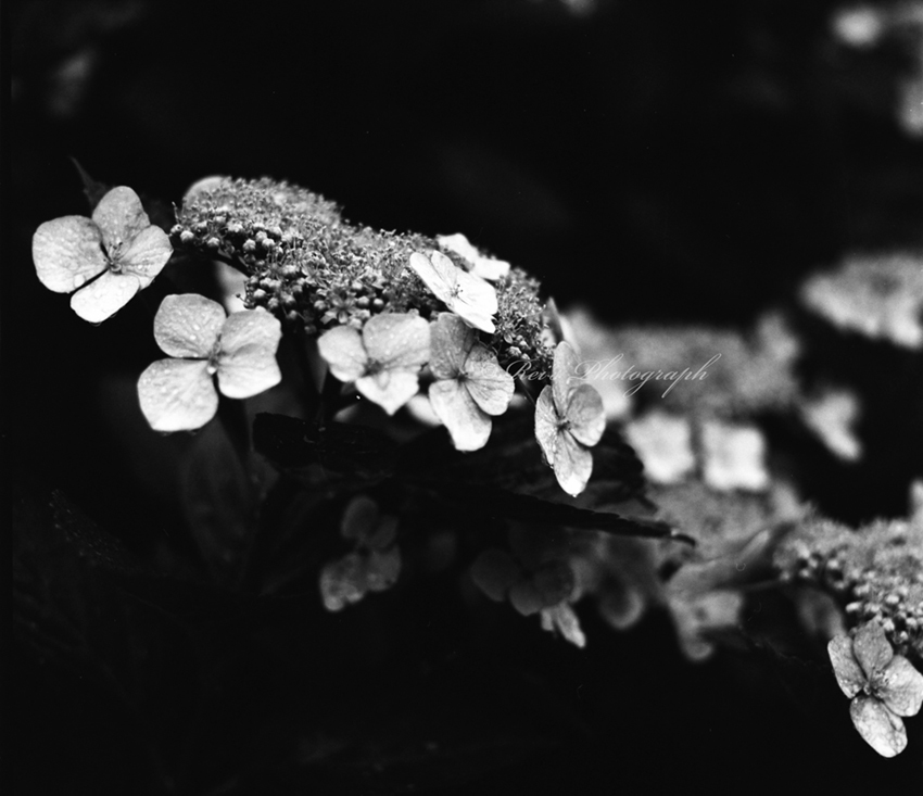 b0366473_15041271.jpg