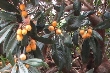 f0003283_15374440.jpg