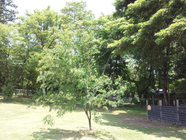a0105396_16520969.jpg