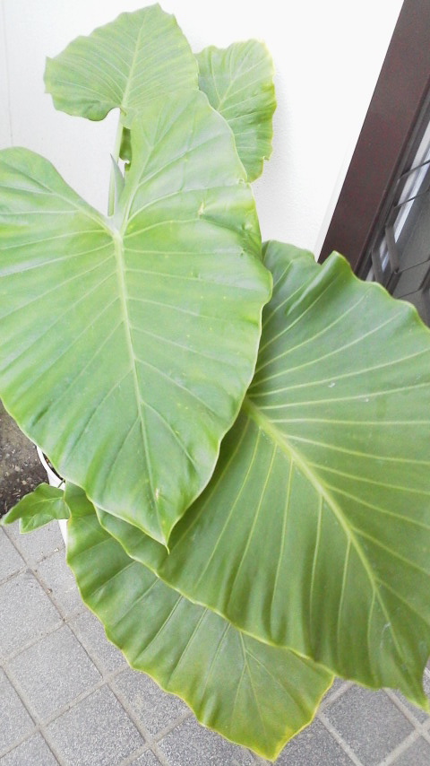 c0177198_653036.jpg
