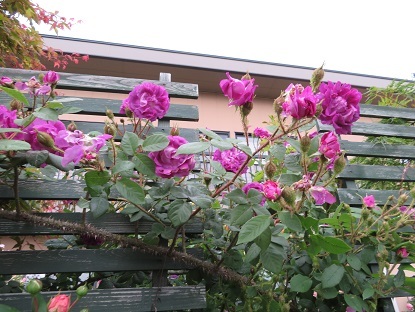 f0325309_17315621.jpg