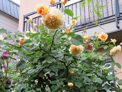f0325309_17321708.jpg