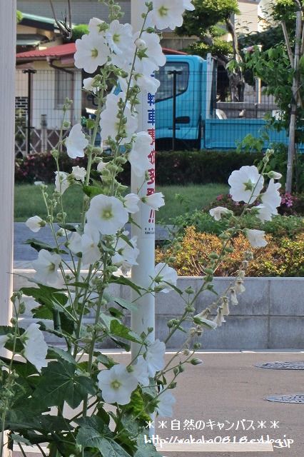 e0052135_22014886.jpg
