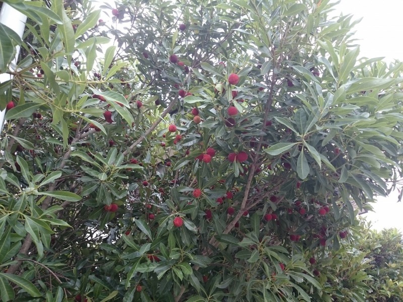 f0375442_13235105.jpg