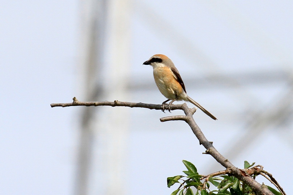a0185545_17074246.jpg