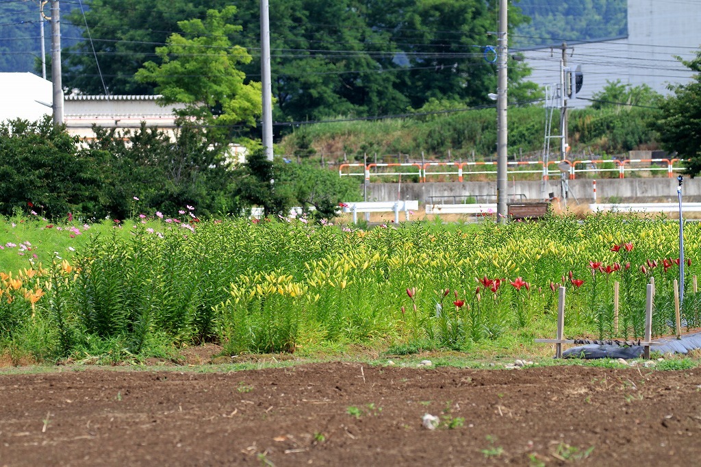 a0185545_17085579.jpg