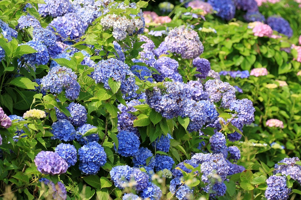 a0185545_17093726.jpg