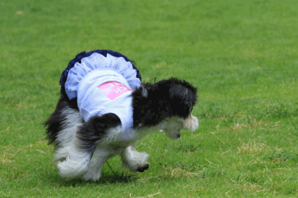 c0145250_08592240.gif